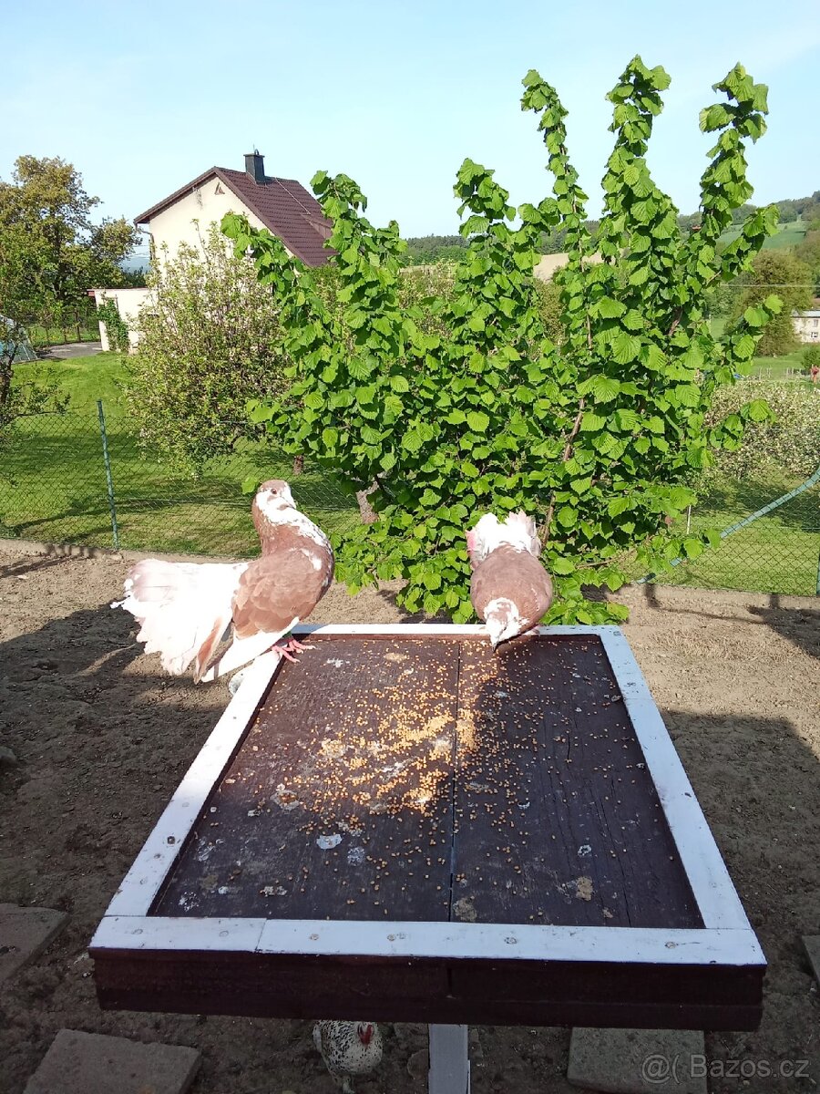 Anglický Pavik