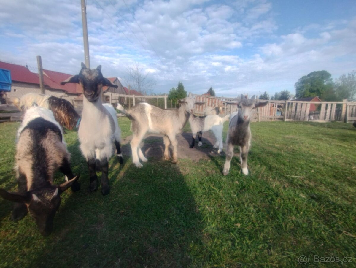 Kůzlata na výpas po mohutném kozlovi