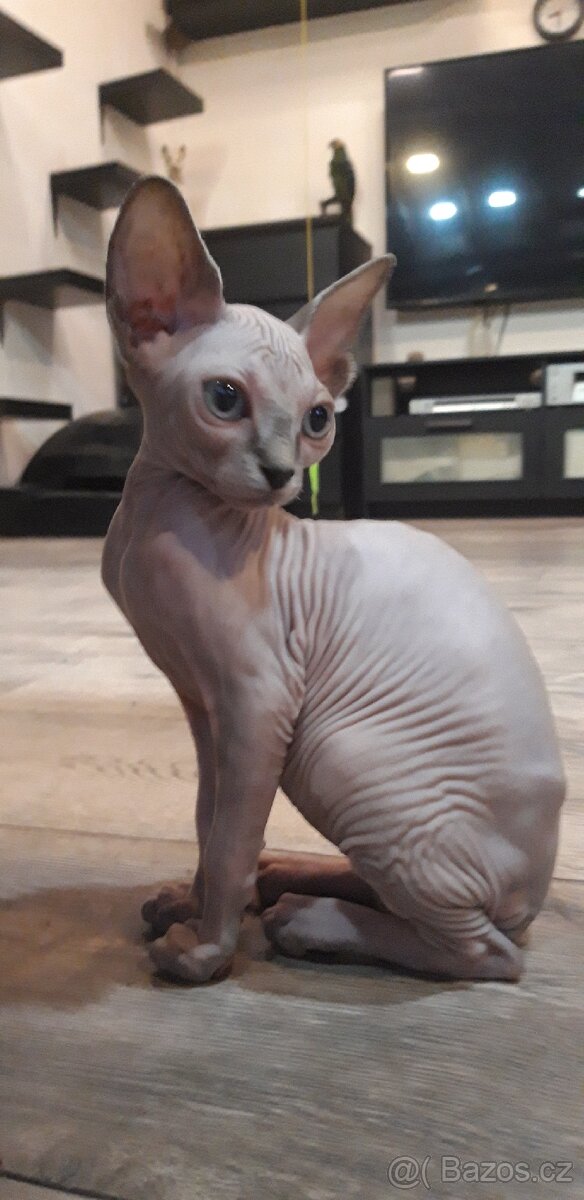 Sphynx