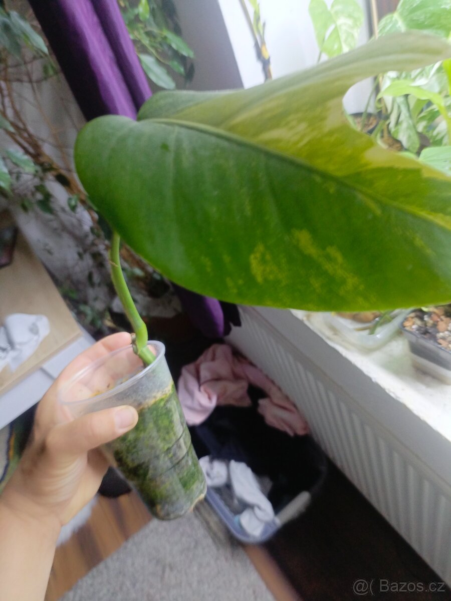 Monstera aurea rizek