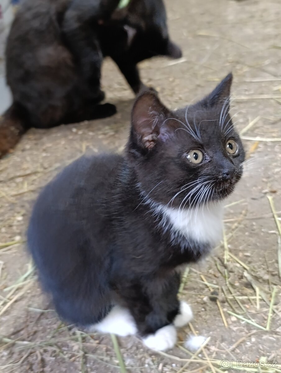 Daruji koťátka
