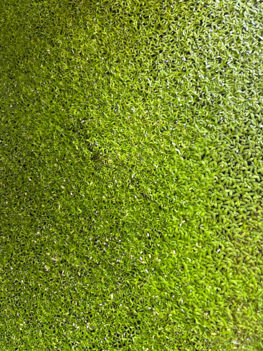 Daruji duck weed