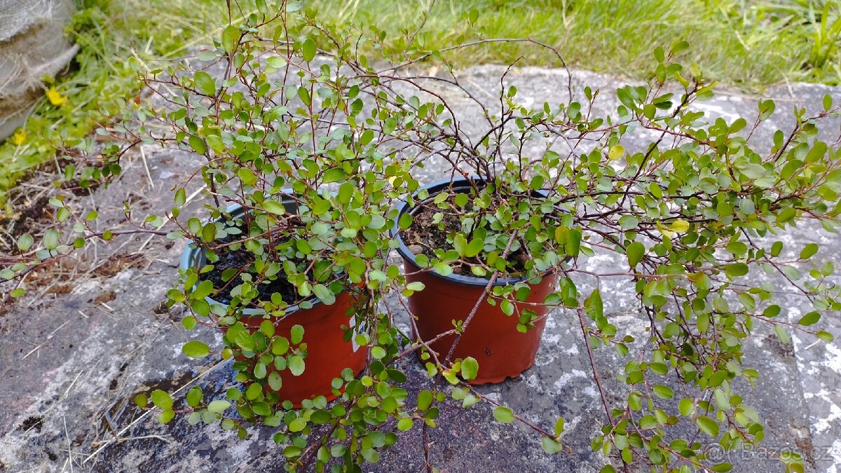 Muehlenbeckie, drátěná réva, 2 květináče