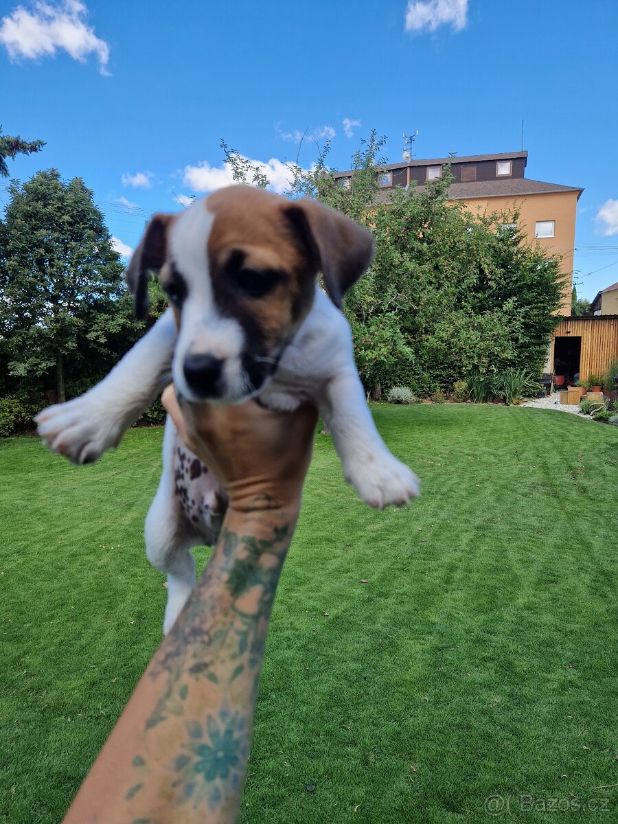 Jack russell terier