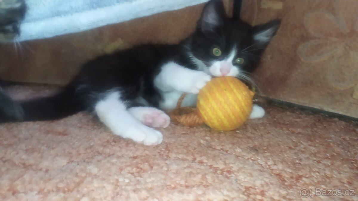 Kočka Evropská & Ragdoll