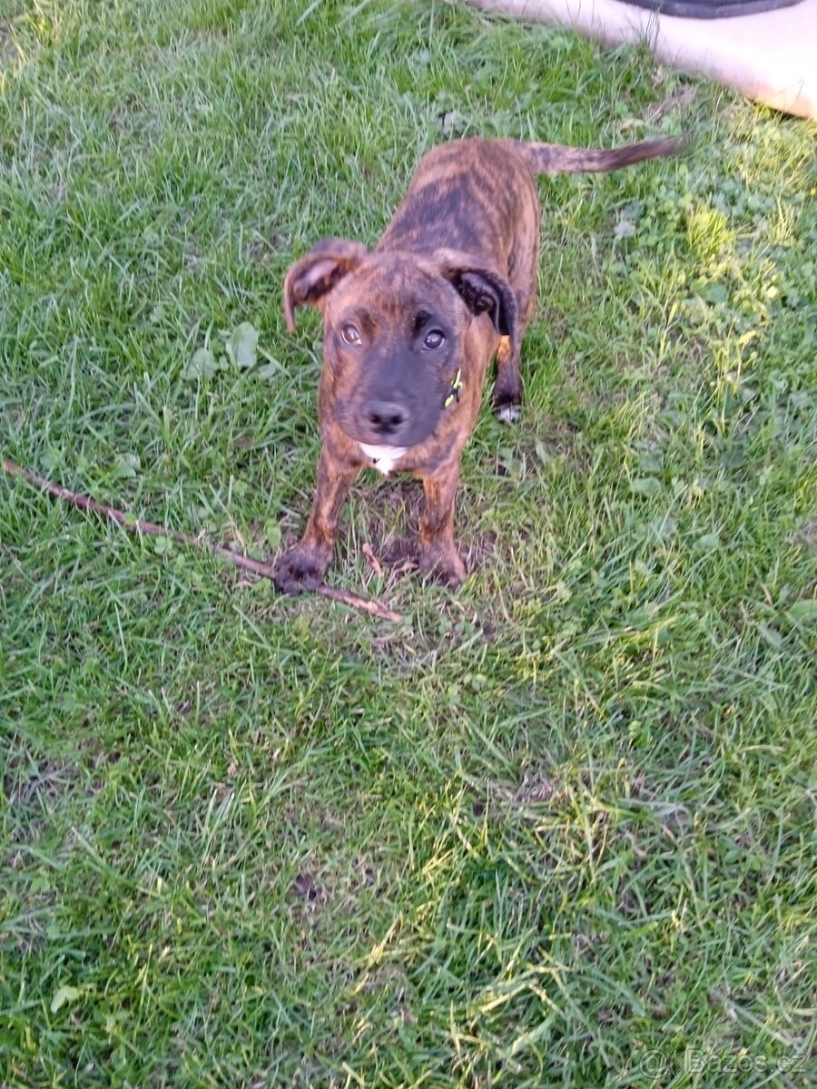 Americký pitbul teriéra