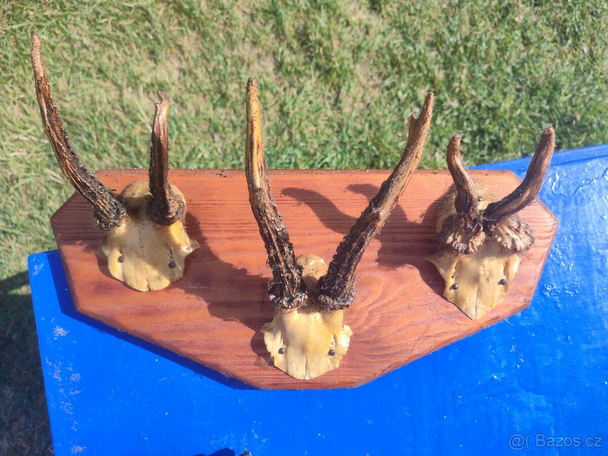 Srnčí trofeje paroží