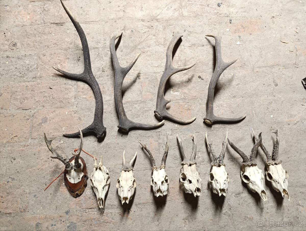Myslivecké trofeje, paroží.