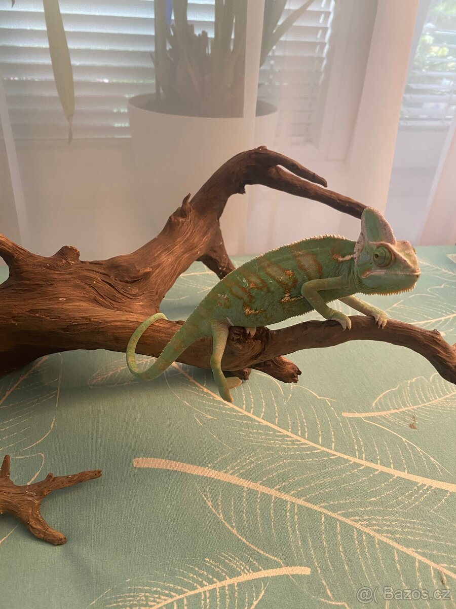 Prodam chameleon jemenský
