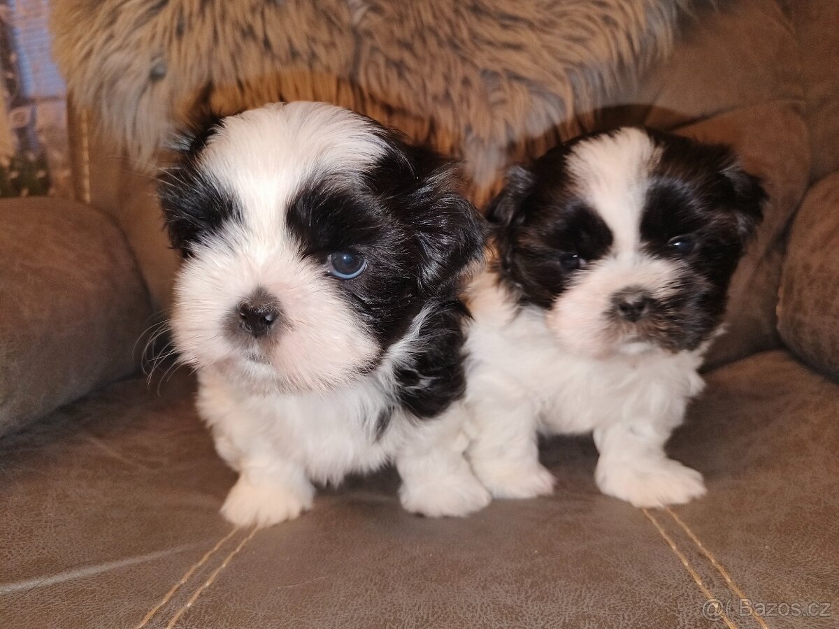 Shih - Tzu s PP černobílé fenky