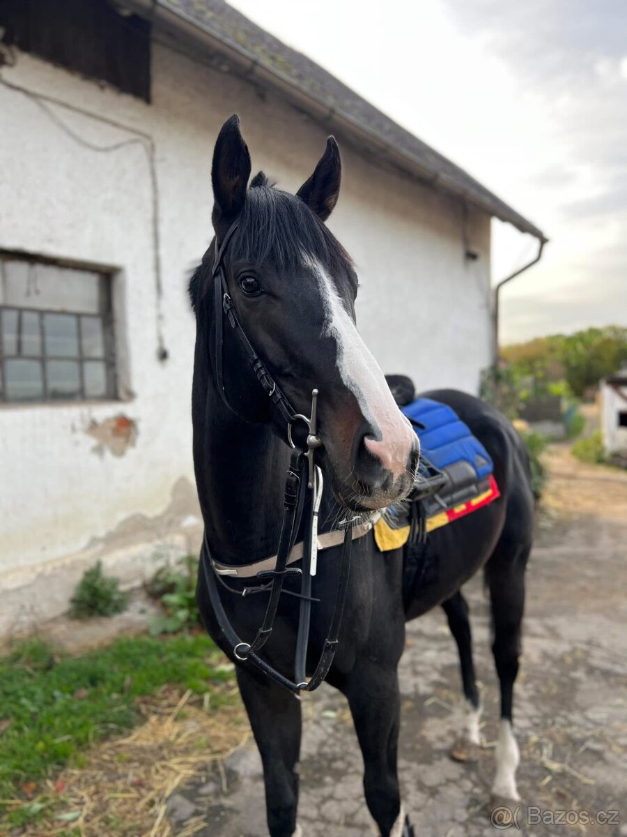 Mohutný, vysoký valach A1/1 na rekreaci i do sportu