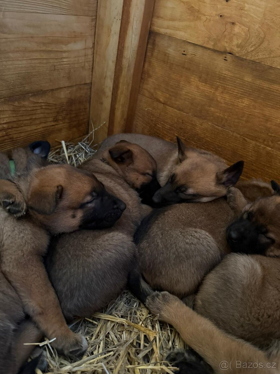 šteniatka kríženec nemecko-belgický ovčák (cross)
