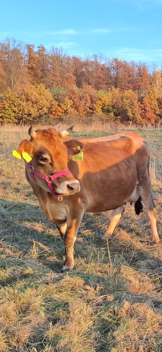 Kráva Jersey Dojná