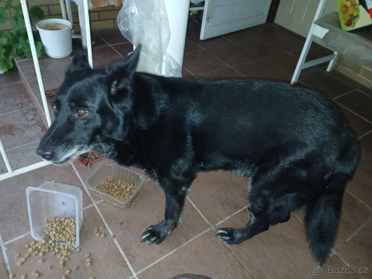 Kříženec německý vlčák