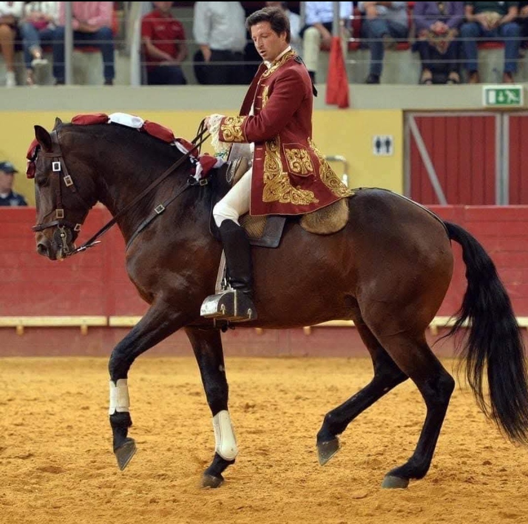 Lusitano hřebec - připouštění
