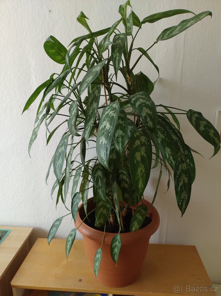 rostlina Aglaonema