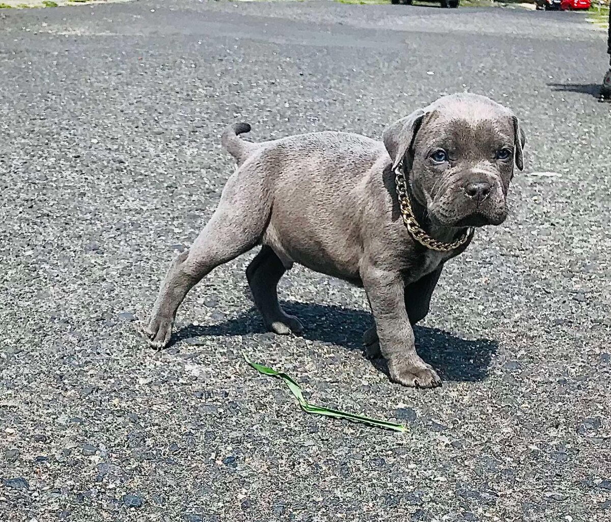 Staford,American Bully,Pitbull