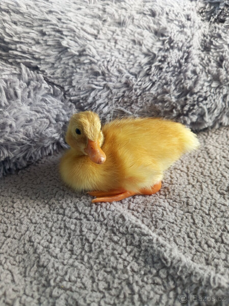 Kachna pekingská
