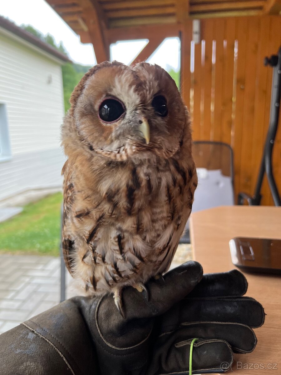 Strix aluco , Puštik obecný