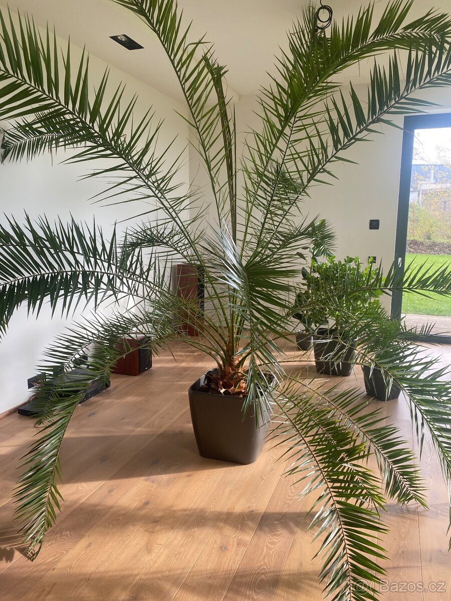Vzrostla palma