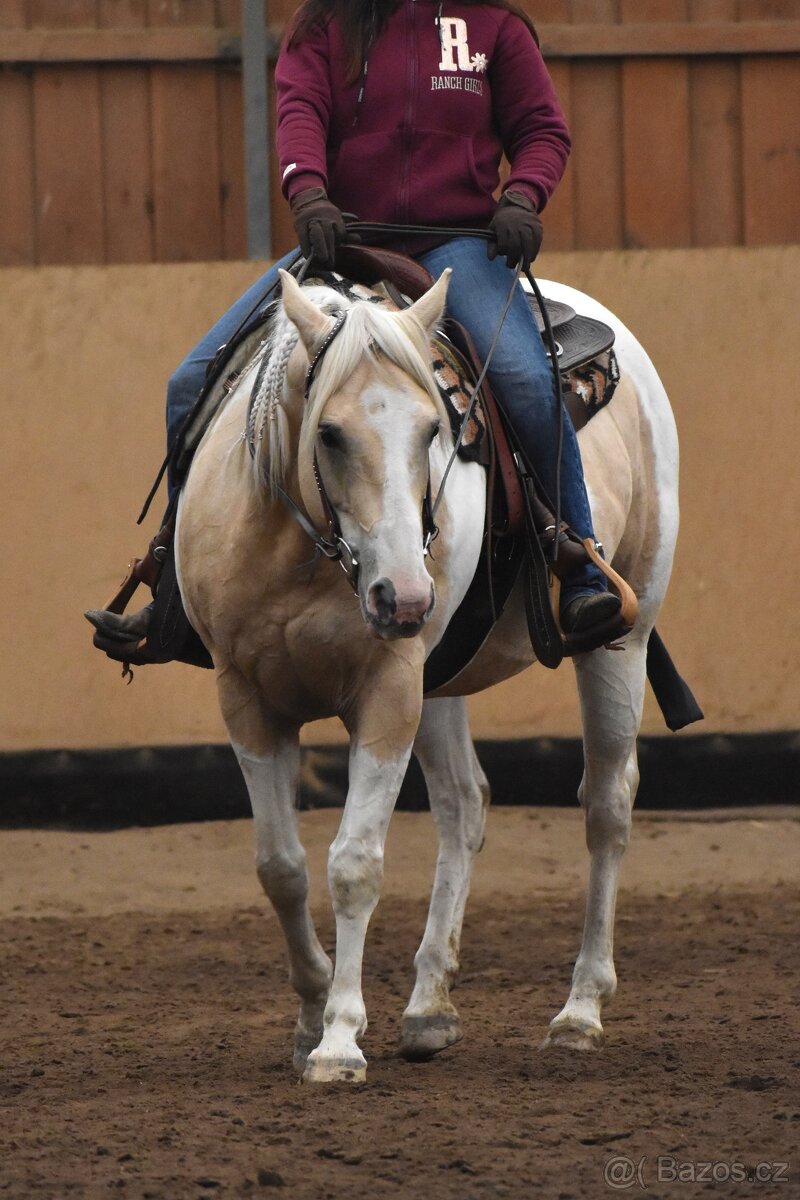 Desetiletá klisna APH