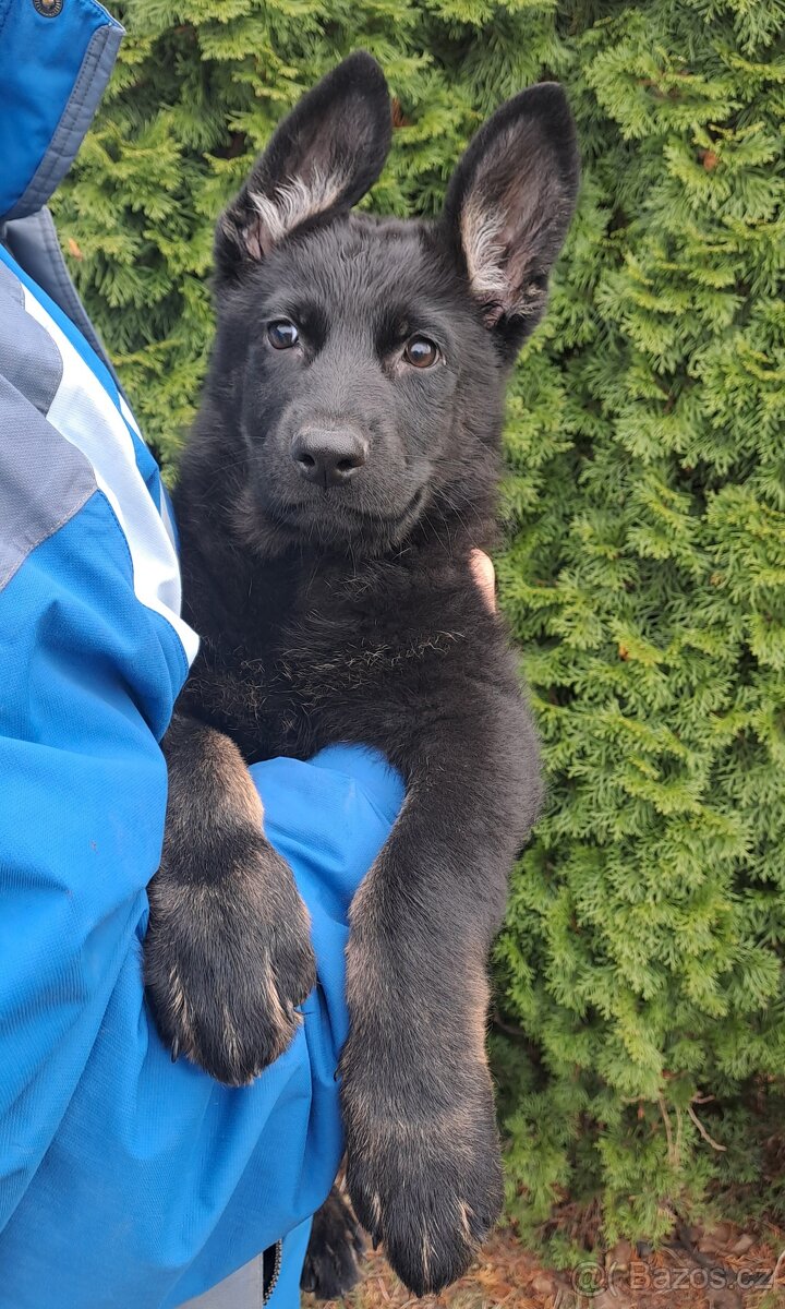 Německý ovčák - štěňata