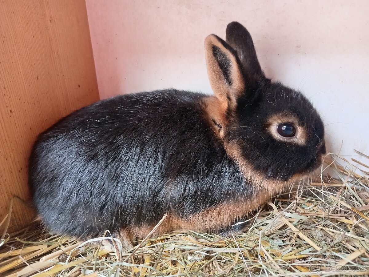 Zakrslý Tříslový černý - králíčci na mazlíčky