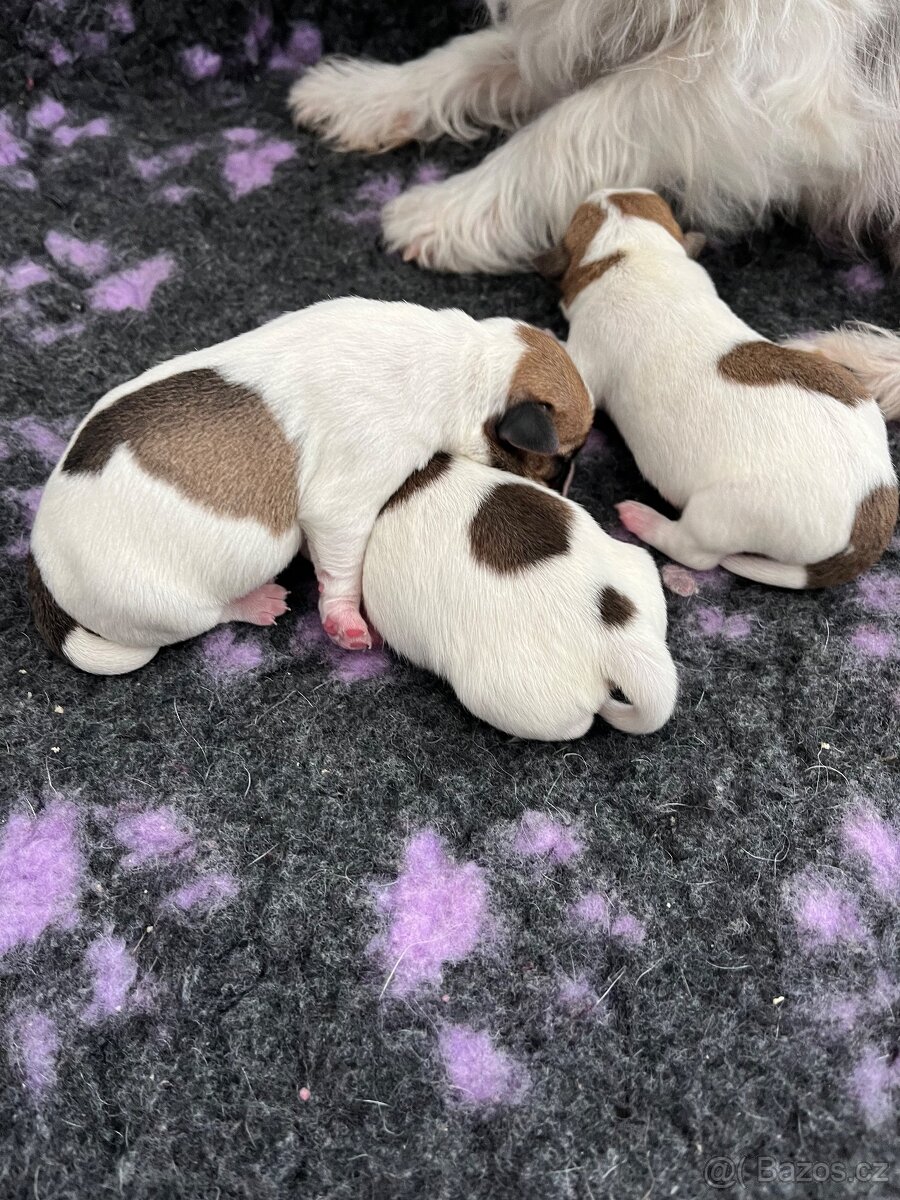 Jack Russell teriér- štěňátka