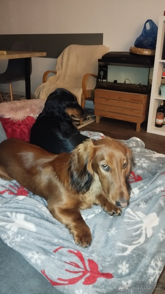 Jezevčík dlouhosrstý standard