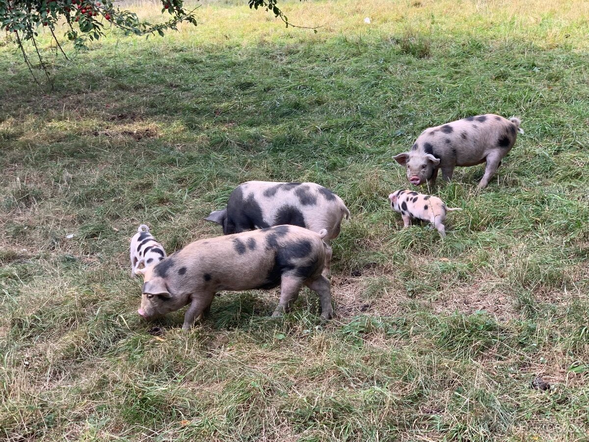 Prodám letošní selata pastevního prasete – typ kune-kune