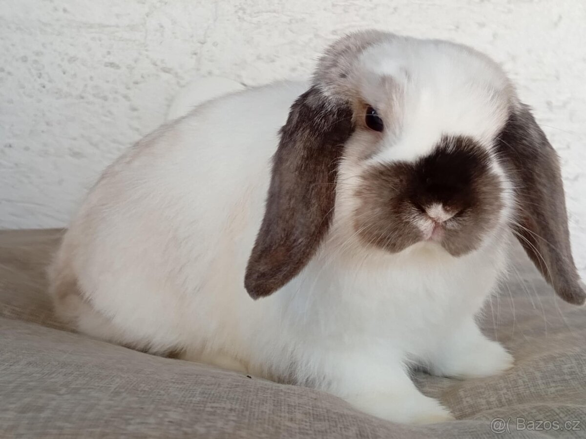 Samička Zakrslý Beránek MiniLop ❤️🍀