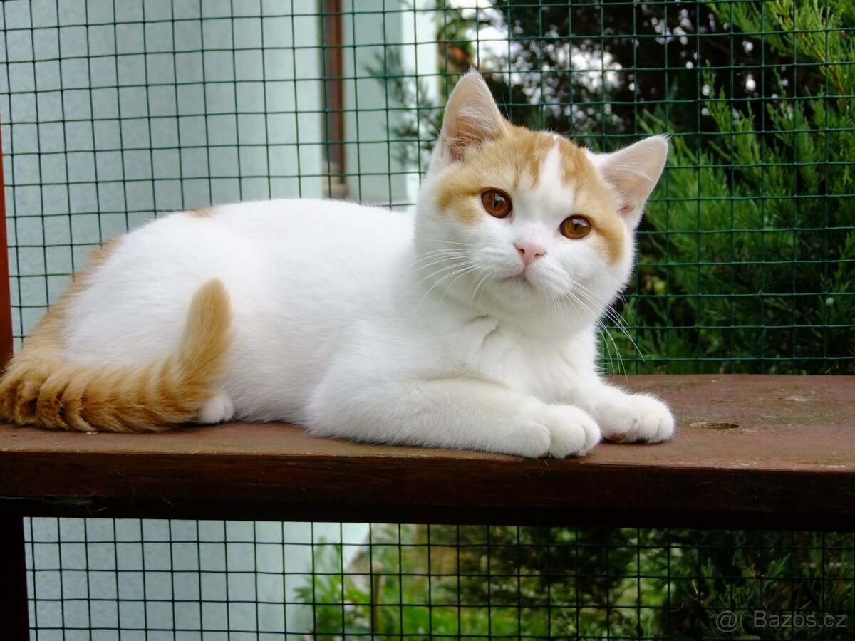 Britská koťata s PP