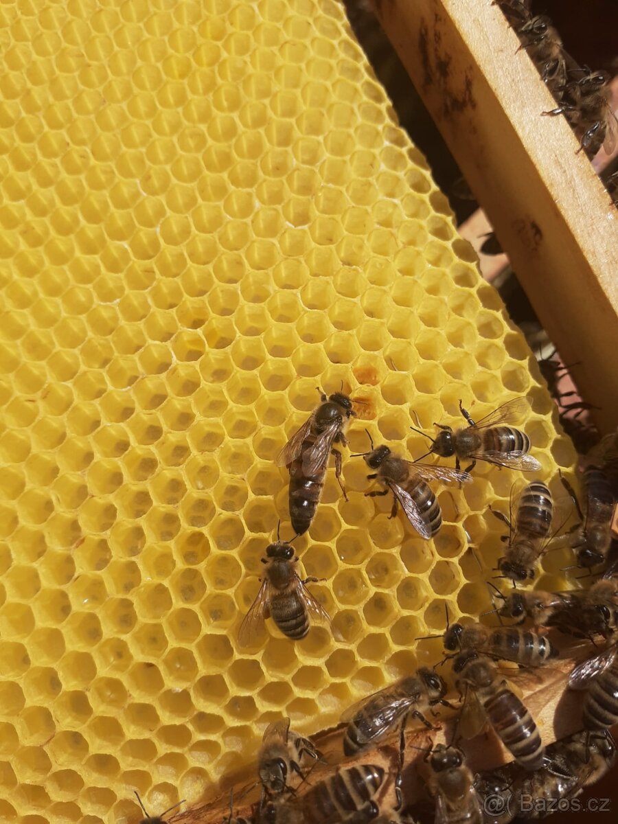 Včelí oddělky jaro 2026