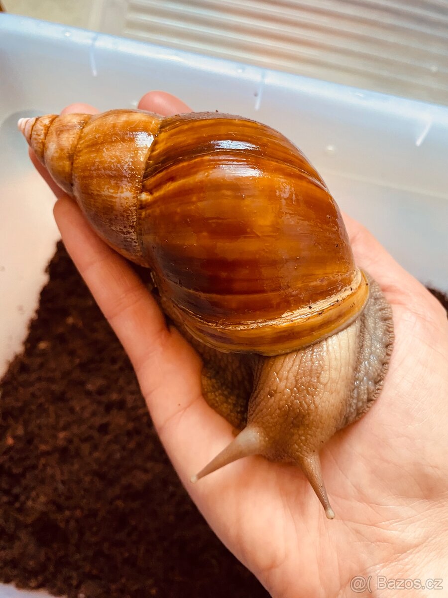 Africký šnek Lissachatina fulica