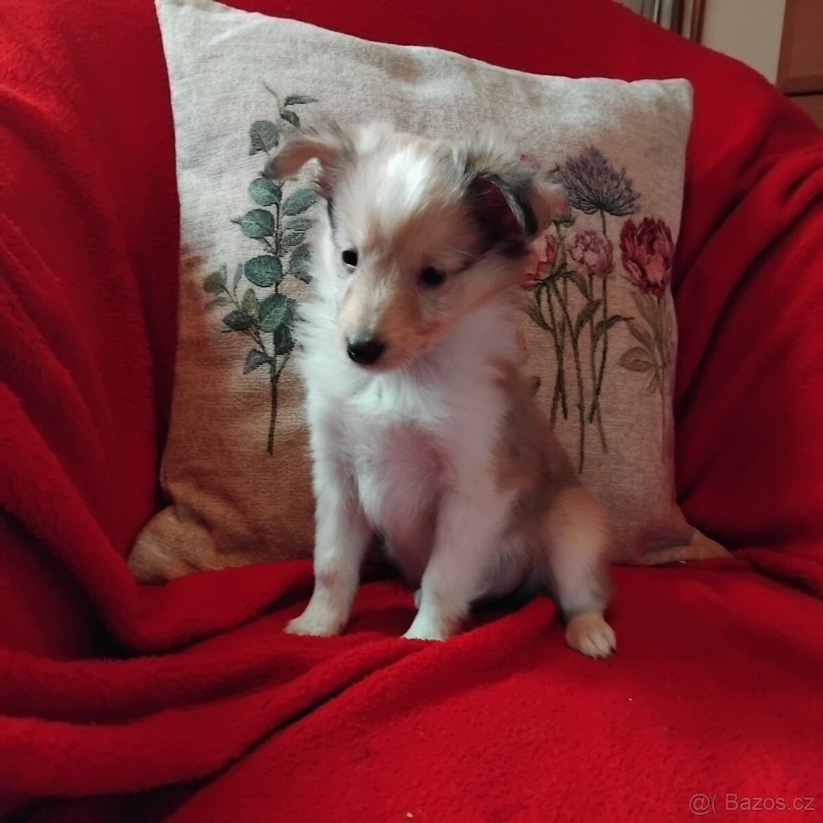 Sheltie-Seltie