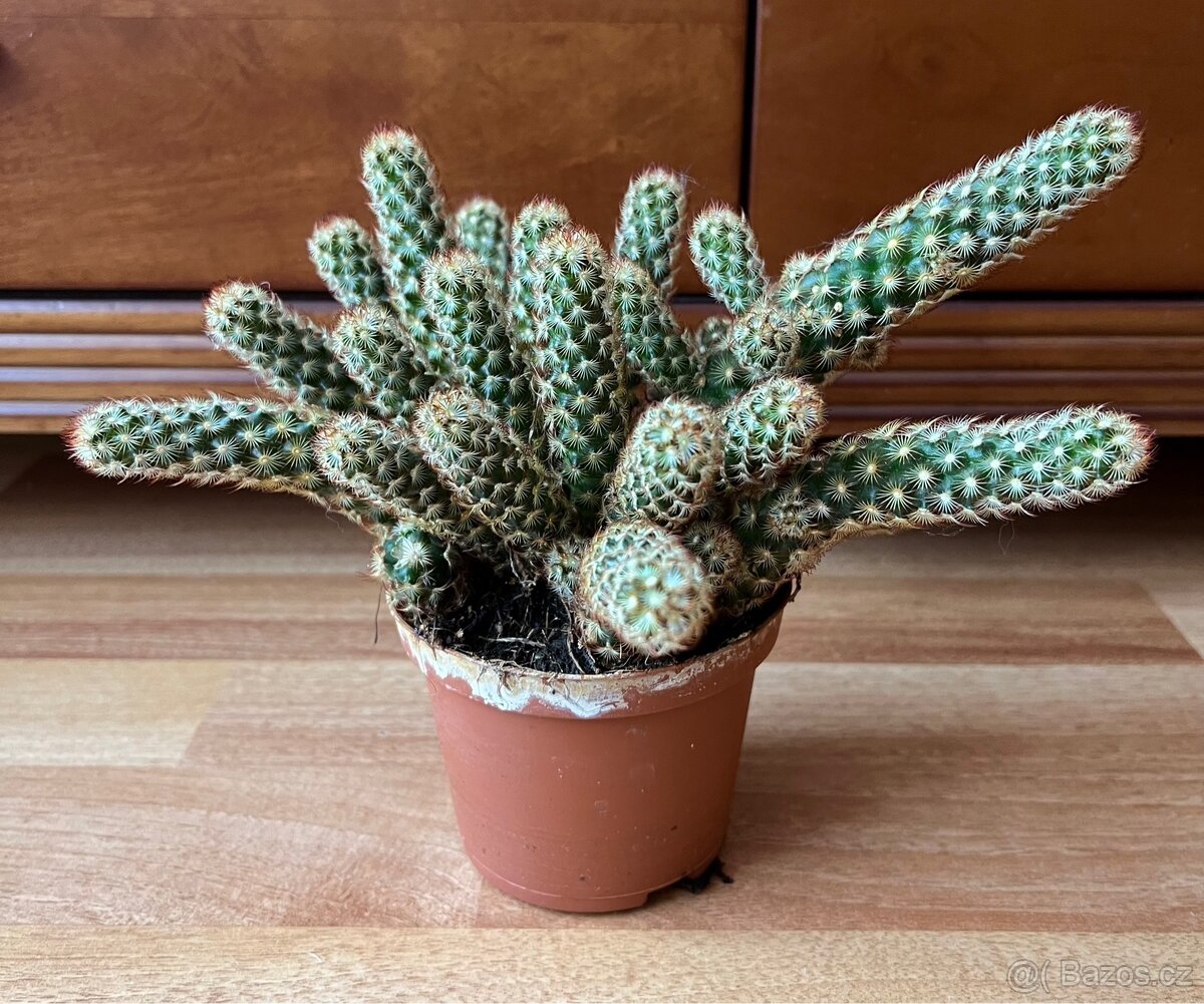 Kaktus