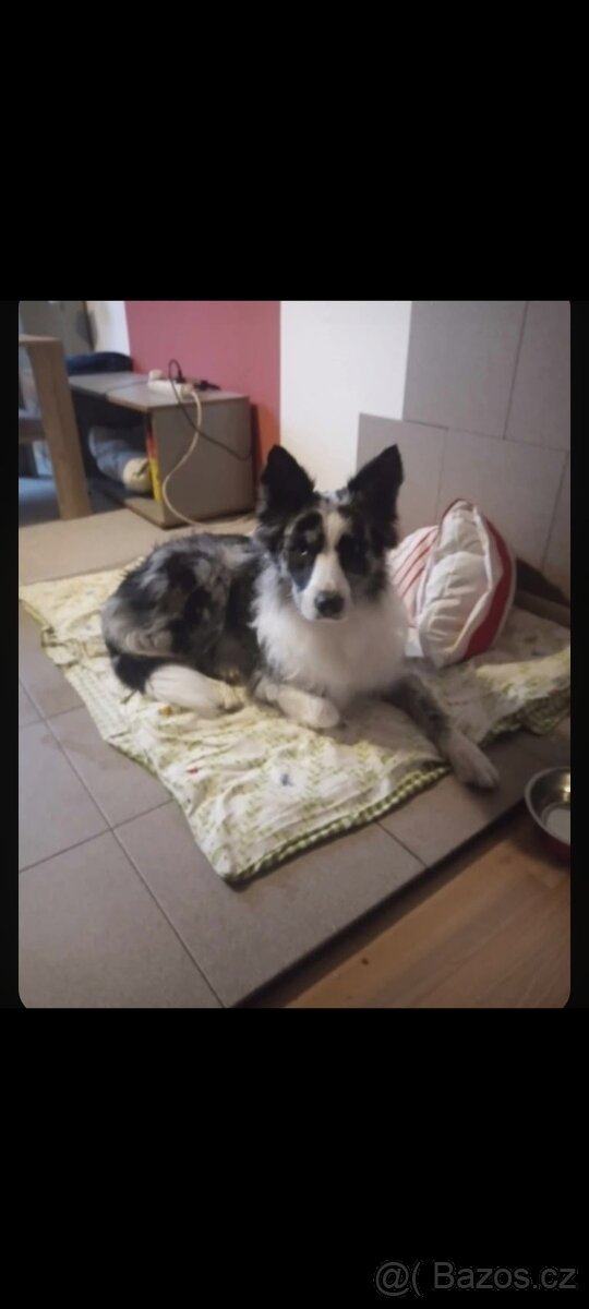 Fena Border kolie