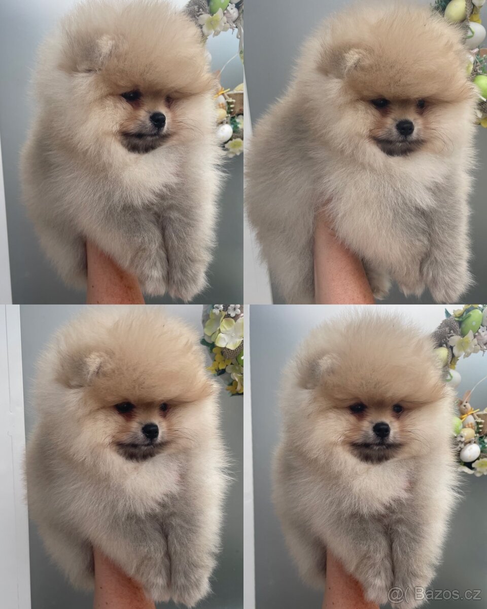 Pomeranian s Pp FCI