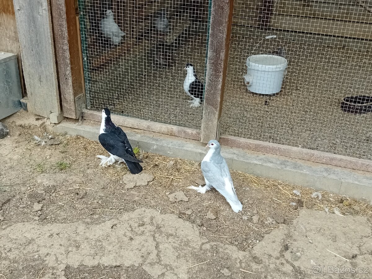 Lahor