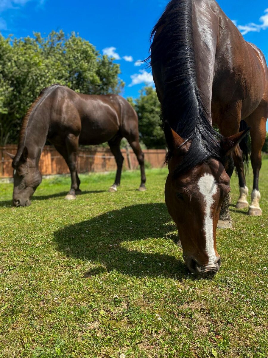 Prodám dva valachy do dobrých rukou - Paint Horse a Quarter