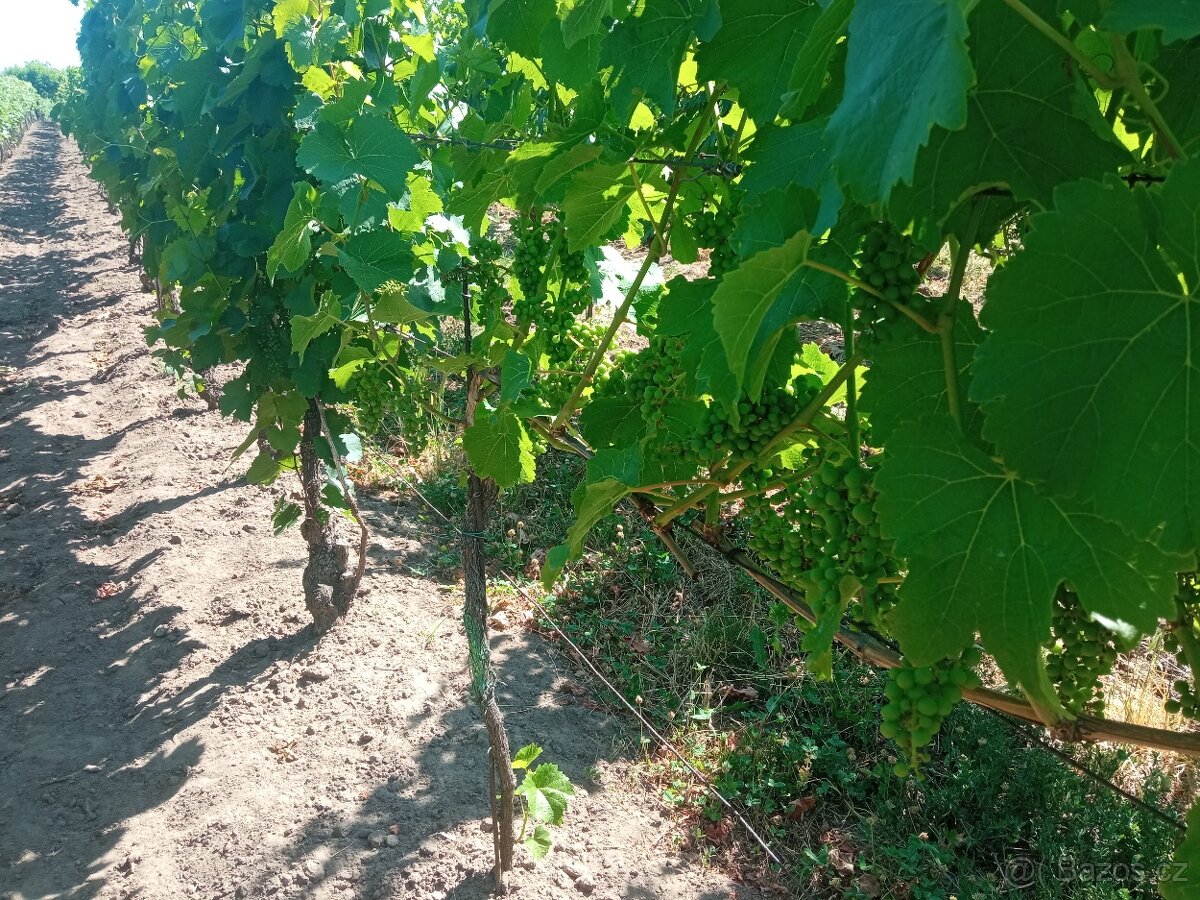 Vinice Hrušky