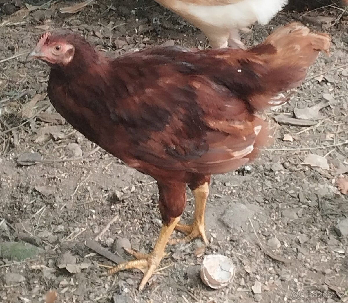 Rodajlendka
