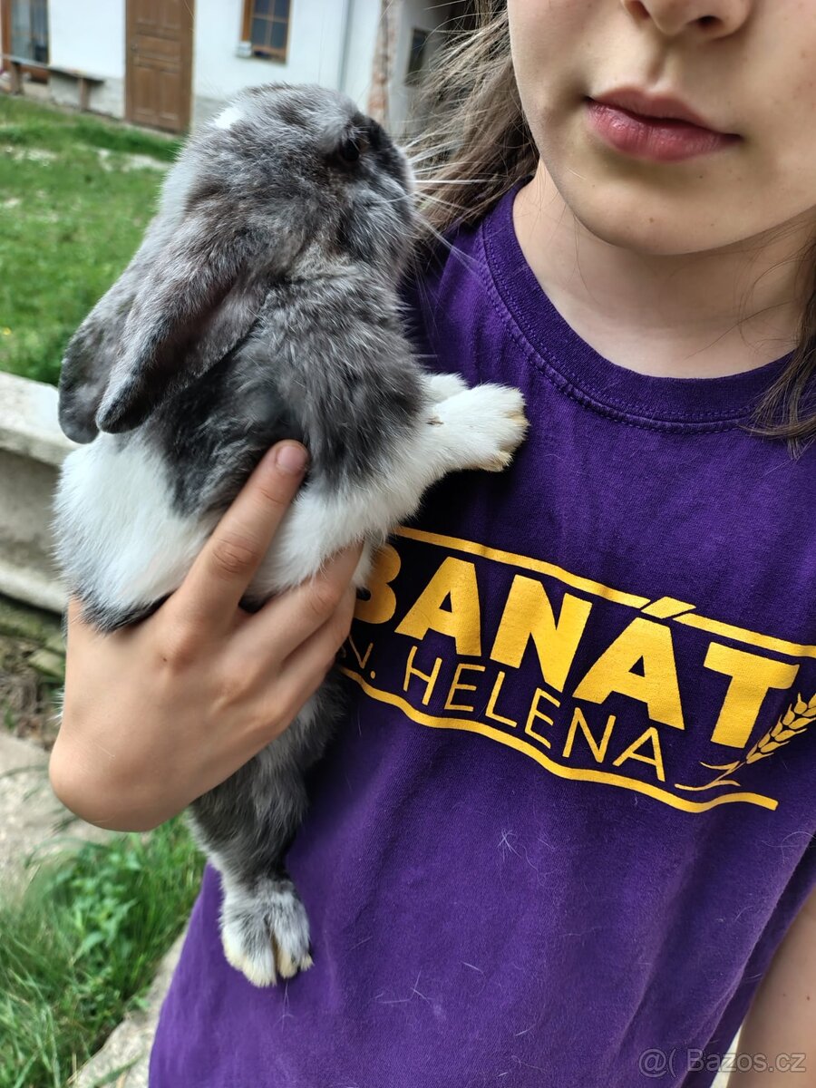 Zakrslí králíčci