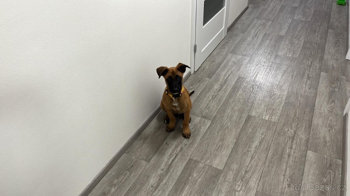 Prodám belgického ovčáka malinoise