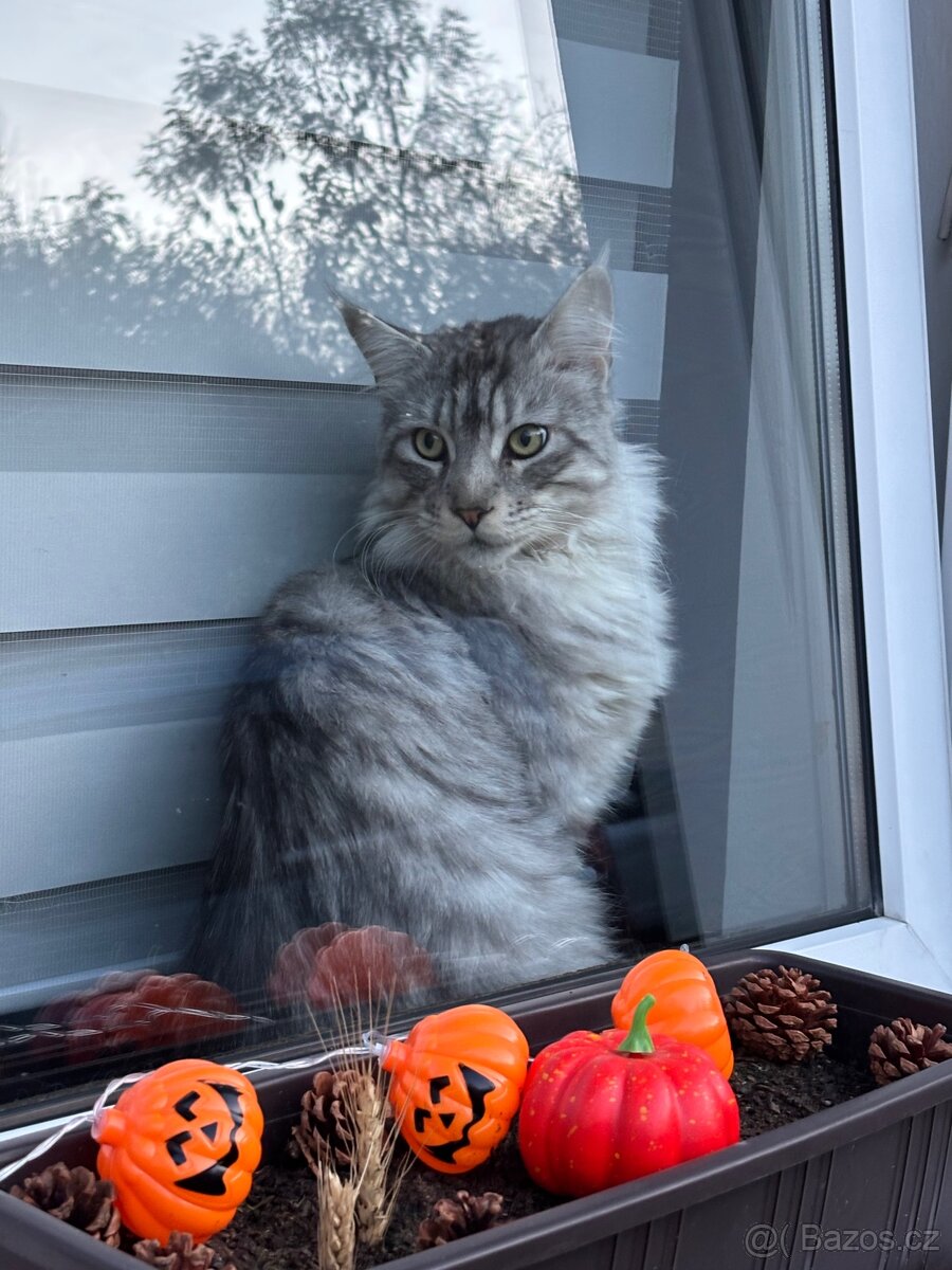 Mainský mývalý kocour