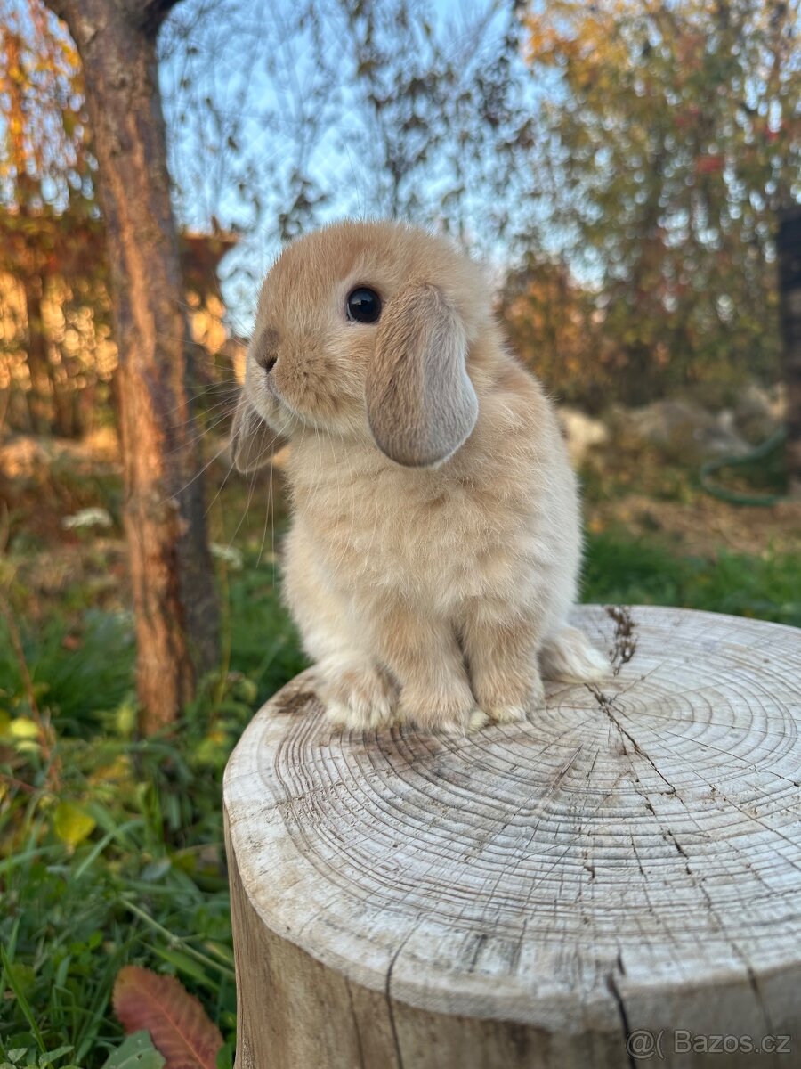 Minilop zakrslý beránek