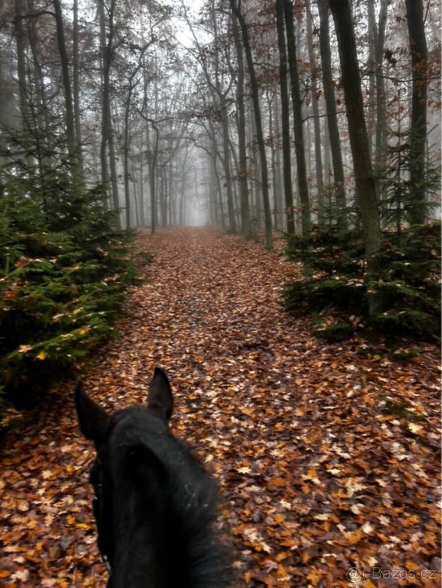 Poloviční pronájem