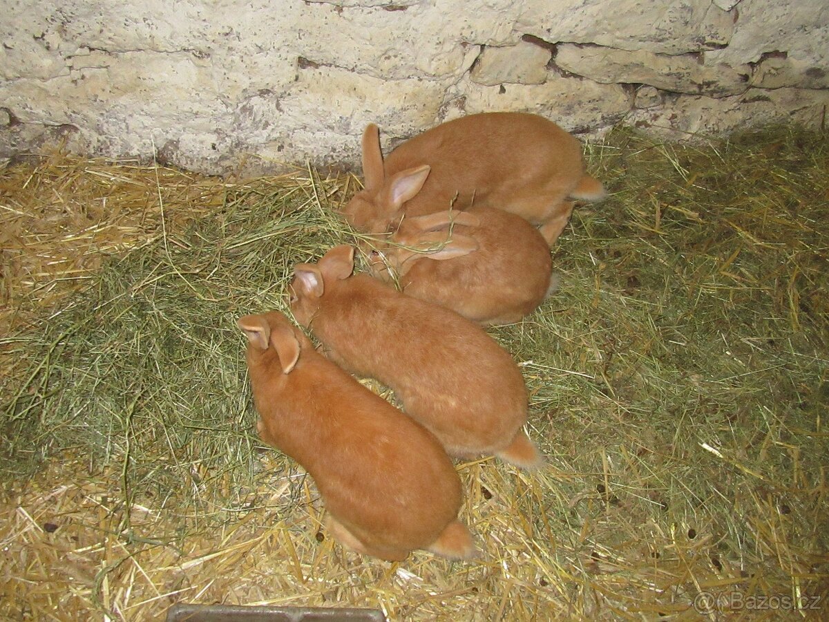 Burgundský králík - masné plemeno