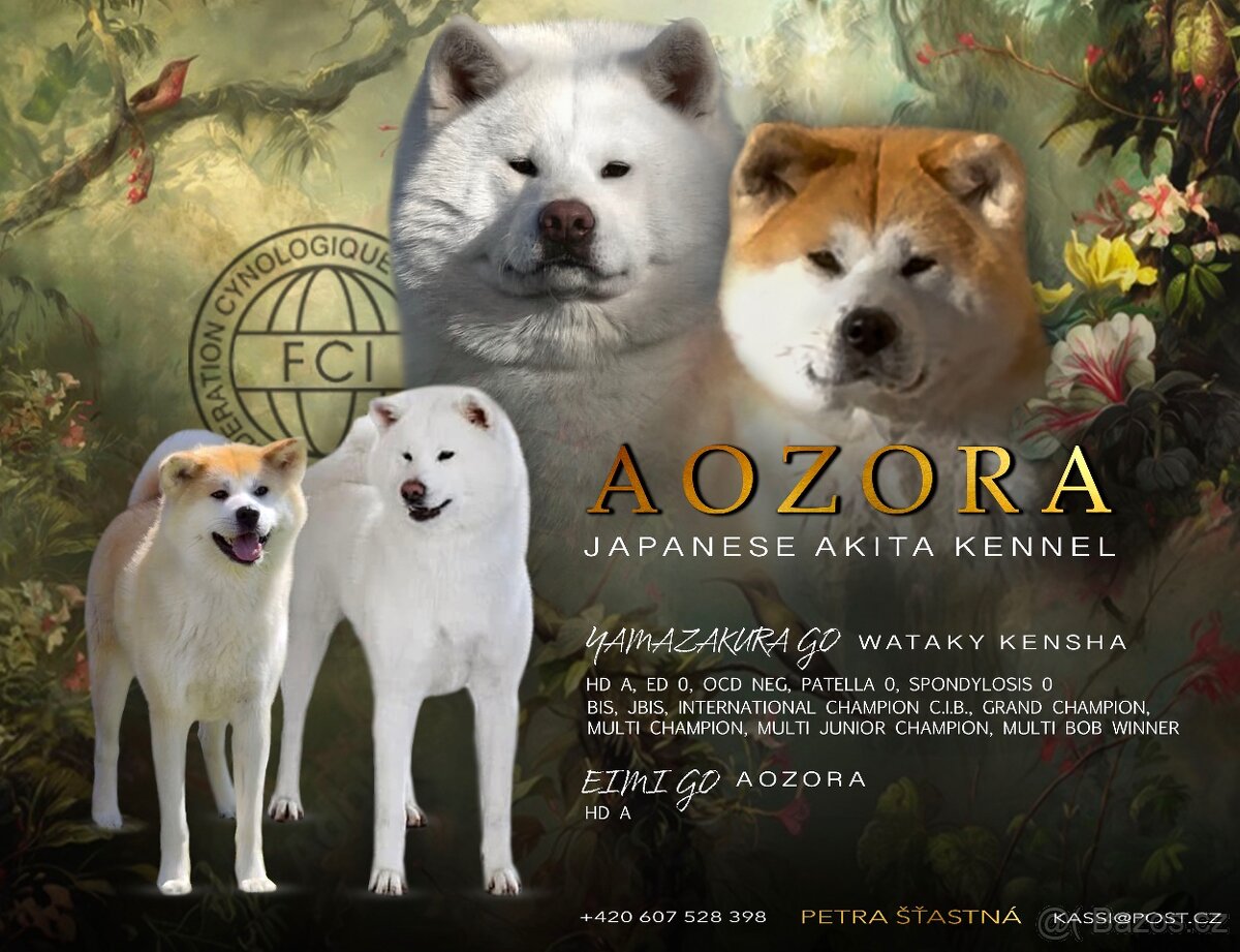 Akita inu s PP POSLEDNÍ FENA ŽÍHANÁ