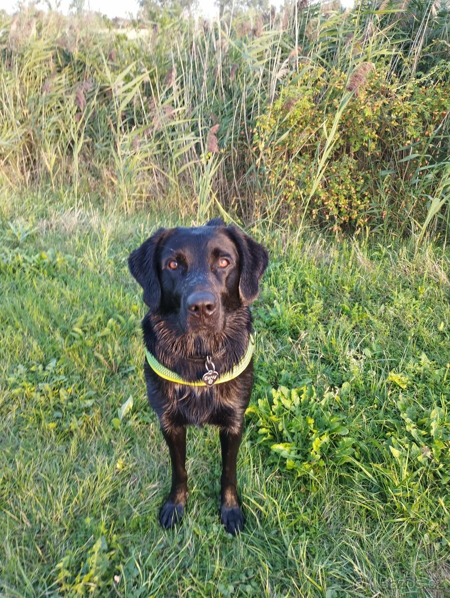 Pes na krytí - Darsy, labradorský retrívr